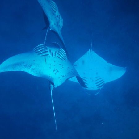 Mai Dive' Astrolabe Reef Resort Naqara Esterno foto