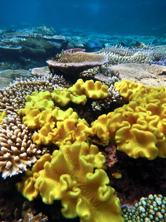 Mai Dive' Astrolabe Reef Resort Naqara Esterno foto