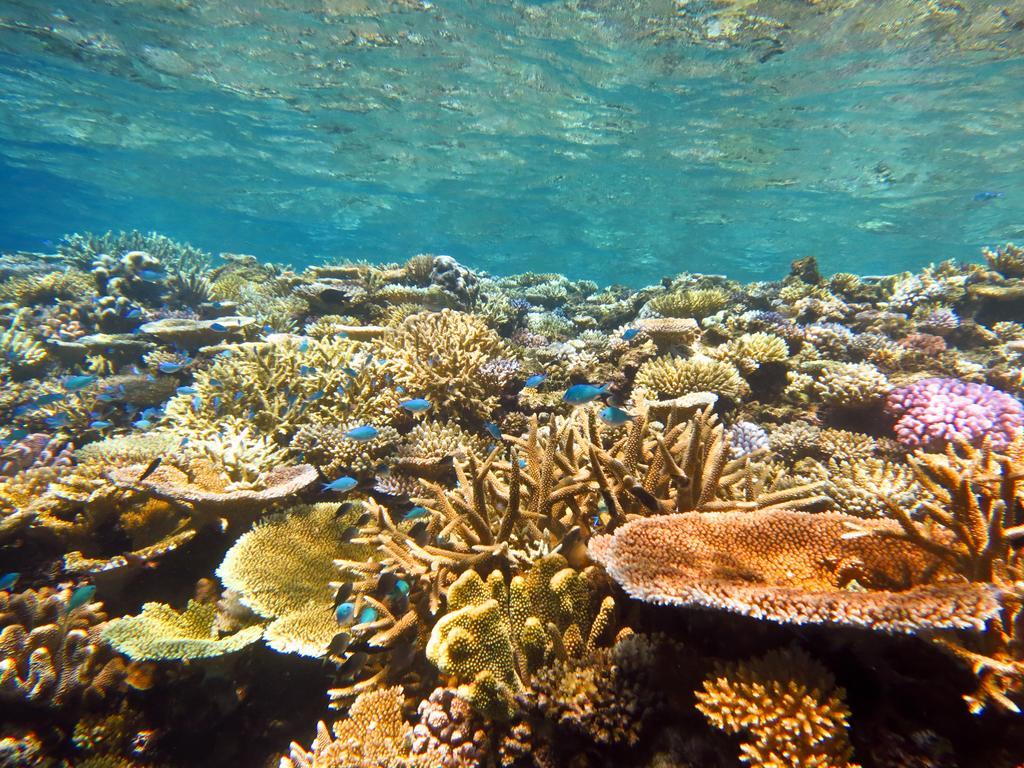 Mai Dive' Astrolabe Reef Resort Naqara Esterno foto