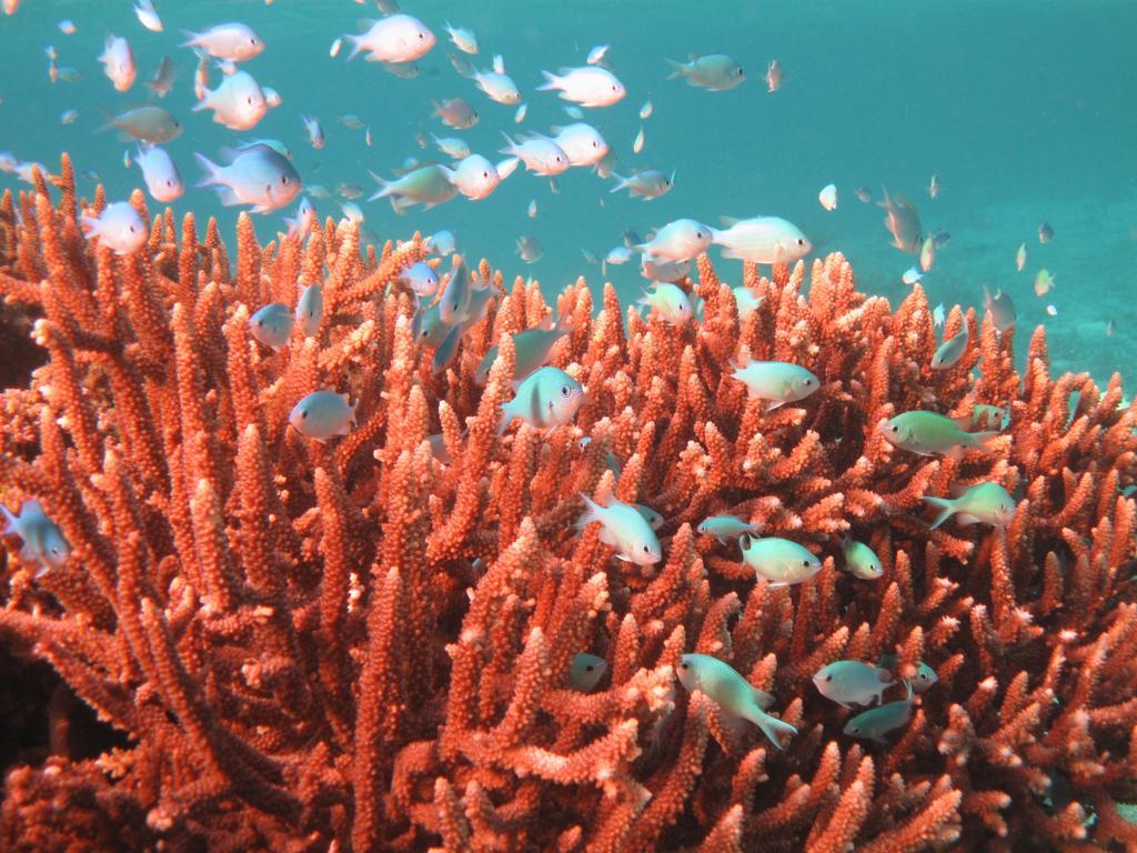 Mai Dive' Astrolabe Reef Resort Naqara Esterno foto