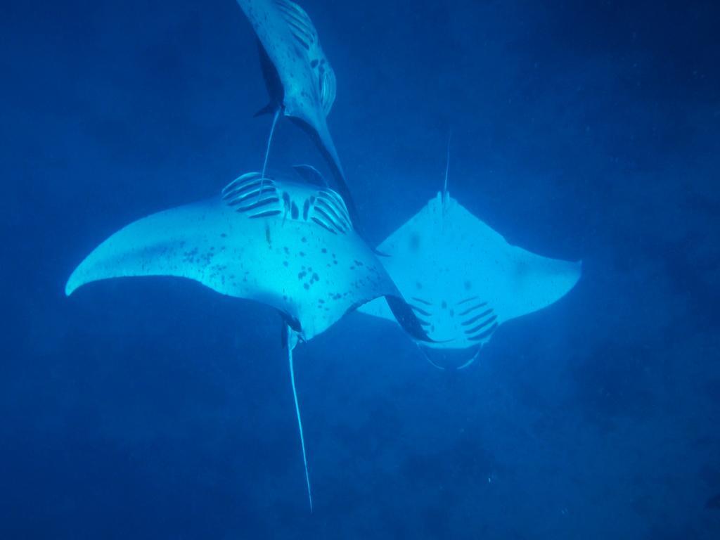 Mai Dive' Astrolabe Reef Resort Naqara Esterno foto